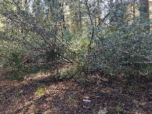  ( - HAY-F-005286)  @11 [ ] by-nc (2023) Warren Cardimona Fungal Diversity Survey