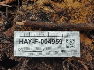  ( - HAY-F-004959)  @11 [ ] by-nc (2023) Warren Cardimona Fungal Diversity Survey