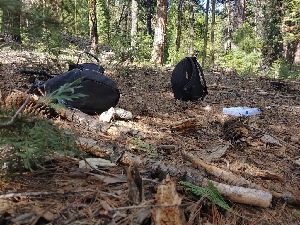  ( - HAY-F-004953)  @11 [ ] by-nc (2023) Warren Cardimona Fungal Diversity Survey