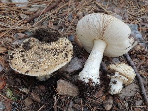  (Amanita pantherinoides - HAY-F-005256)  @11 [ ] by-nc (2023) Warren Cardimona Fungal Diversity Survey