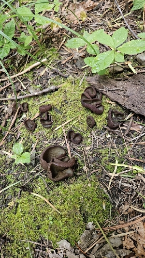  ( - HAY-F-002221)  @11 [ ] by-nc (2023) Thea Chesney Fungal Diversity Survey
