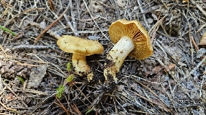  ( - HAY-F-002222)  @11 [ ] by-nc (2023) Thea Chesney Fungal Diversity Survey