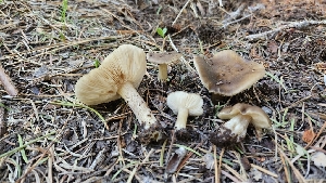  ( - HAY-F-002223)  @11 [ ] by-nc (2023) Thea Chesney Fungal Diversity Survey