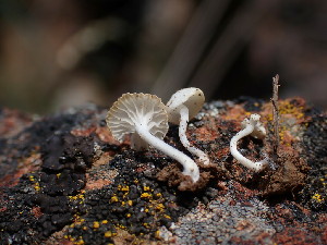  (Clitopilus sp. CA04 - HAY-F-003655)  @11 [ ] by-nc (2023) Sadie Hickey Fungal Diversity Survey