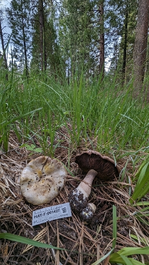  ( - HAY-F-001427)  @11 [ ] c (2023) Michelle C. Torres-Grant Fungal Diversity Survey