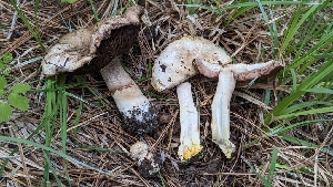  ( - HAY-F-001427)  @11 [ ] c (2023) Michelle C. Torres-Grant Fungal Diversity Survey