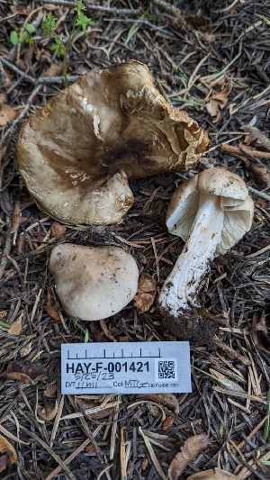  ( - HAY-F-001421)  @11 [ ] c (2023) Michelle C. Torres-Grant Fungal Diversity Survey