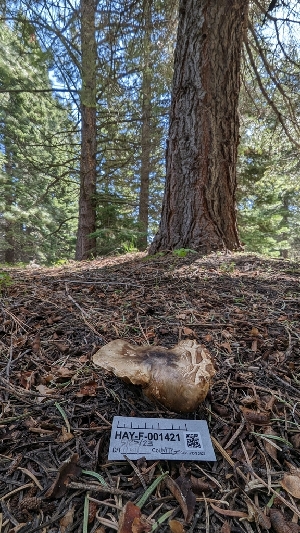  ( - HAY-F-001421)  @11 [ ] c (2023) Michelle C. Torres-Grant Fungal Diversity Survey