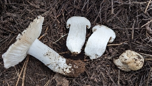 ( - HAY-F-001422)  @11 [ ] c (2023) Michelle C. Torres-Grant Fungal Diversity Survey