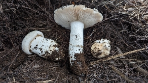  ( - HAY-F-001422)  @11 [ ] c (2023) Michelle C. Torres-Grant Fungal Diversity Survey