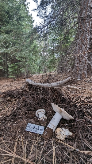  ( - HAY-F-001422)  @11 [ ] c (2023) Michelle C. Torres-Grant Fungal Diversity Survey