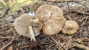  ( - HAY-F-001423)  @11 [ ] c (2023) Michelle C. Torres-Grant Fungal Diversity Survey