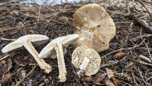  ( - HAY-F-001423)  @11 [ ] c (2023) Michelle C. Torres-Grant Fungal Diversity Survey