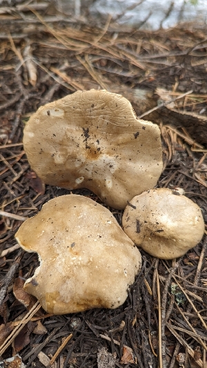  ( - HAY-F-001423)  @11 [ ] c (2023) Michelle C. Torres-Grant Fungal Diversity Survey