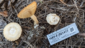  ( - HAY-F-001417)  @11 [ ] c (2023) Michelle C. Torres-Grant Fungal Diversity Survey