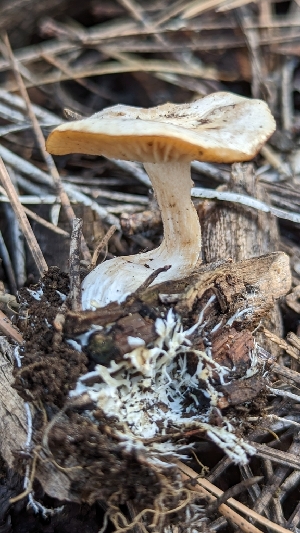  ( - HAY-F-001417)  @11 [ ] c (2023) Michelle C. Torres-Grant Fungal Diversity Survey