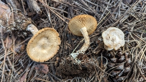  ( - HAY-F-001417)  @11 [ ] c (2023) Michelle C. Torres-Grant Fungal Diversity Survey