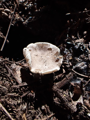  (Tricholoma sp. moseri-CA01 - HAY-F-003652)  @11 [ ] by-nc (2023) Sadie Hickey Fungal Diversity Survey