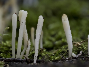  ( - HAY-F-004540)  @11 [ ] by-nc (2023) Stu Pickell Fungal Diversity Survey