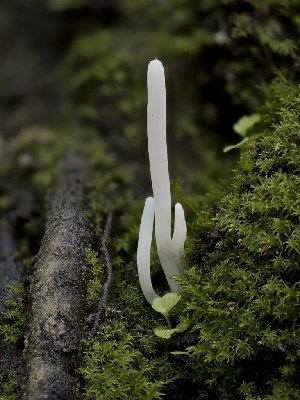  (Clavaria sp. fragilis-CA04 - HAY-F-004540)  @11 [ ] by-nc (2023) Stu Pickell Fungal Diversity Survey