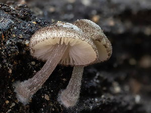  (Pluteus sp. CA02 - HAY-F-004536)  @11 [ ] by-nc (2023) Stu Pickell Fungal Diversity Survey