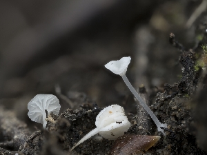  ( - HAY-F-004532)  @11 [ ] by-nc (2023) Stu Pickell Fungal Diversity Survey