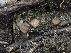  (Tricharina - HAY-F-004531)  @11 [ ] by-nc (2023) Stu Pickell Fungal Diversity Survey