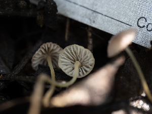  ( - HAY-F-004499)  @11 [ ] by-nc (2023) Stu Pickell Fungal Diversity Survey