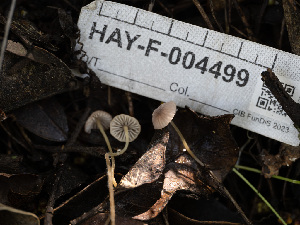  ( - HAY-F-004499)  @11 [ ] by-nc (2023) Stu Pickell Fungal Diversity Survey