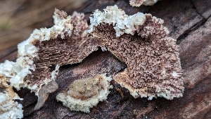  (Trichaptum sp. abietinum-CA02 - HAY-F-001434)  @11 [ ] c (2023) Michelle C. Torres-Grant Fungal Diversity Survey
