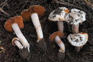  ( - HAY-F-004954)  @11 [ ] by-nc (2023) Warren Cardimona Fungal Diversity Survey