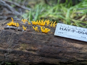 ( - HAY-F-004415)  @11 [ ] by-nc (2023) Stu Pickell Fungal Diversity Survey