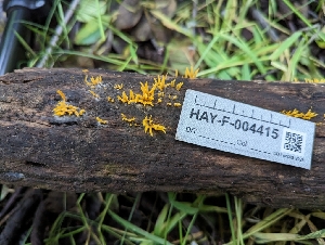  ( - HAY-F-004415)  @11 [ ] by-nc (2023) Stu Pickell Fungal Diversity Survey