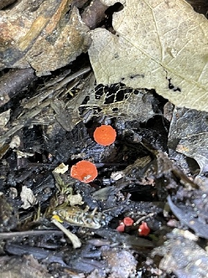  ( - HAY-F-004351)  @11 [ ] by-nc (2023) Jaren Hockert Fungal Diversity Survey