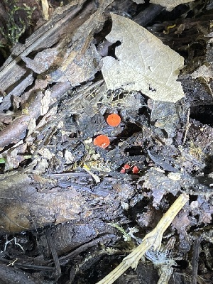  ( - HAY-F-004351)  @11 [ ] by-nc (2023) Jaren Hockert Fungal Diversity Survey