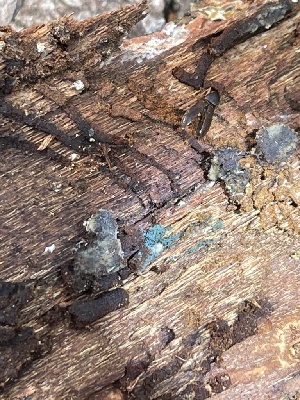  ( - HAY-F-004195)  @11 [ ] by-nc (2023) Jaren Hockert Fungal Diversity Survey