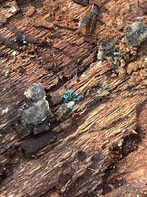  ( - HAY-F-004195)  @11 [ ] by-nc (2023) Jaren Hockert Fungal Diversity Survey