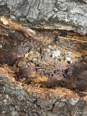  ( - HAY-F-004195)  @11 [ ] by-nc (2023) Jaren Hockert Fungal Diversity Survey
