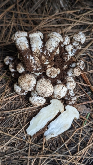  (Lyophyllum sp. decastes-PNW08 - HAY-F-001449)  @11 [ ] c (2023) Michelle C. Torres-Grant Fungal Diversity Survey