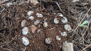  ( - HAY-F-001449)  @11 [ ] c (2023) Michelle C. Torres-Grant Fungal Diversity Survey