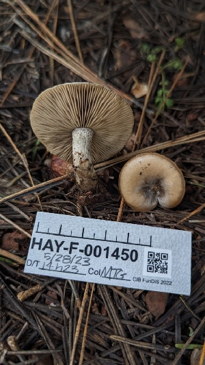  ( - HAY-F-001450)  @11 [ ] c (2023) Michelle C. Torres-Grant Fungal Diversity Survey