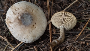  ( - HAY-F-001450)  @11 [ ] c (2023) Michelle C. Torres-Grant Fungal Diversity Survey