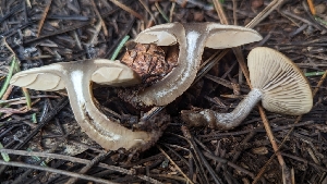  ( - HAY-F-001450)  @11 [ ] c (2023) Michelle C. Torres-Grant Fungal Diversity Survey