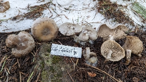  ( - HAY-F-001451)  @11 [ ] c (2023) Michelle C. Torres-Grant Fungal Diversity Survey