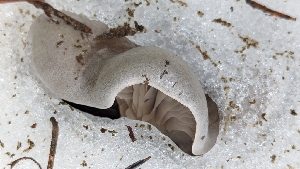  ( - HAY-F-001451)  @11 [ ] c (2023) Michelle C. Torres-Grant Fungal Diversity Survey