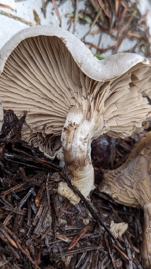  (Clitocybe - HAY-F-001451)  @11 [ ] c (2023) Michelle C. Torres-Grant Fungal Diversity Survey