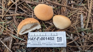  ( - HAY-F-001452)  @11 [ ] c (2023) Michelle C. Torres-Grant Fungal Diversity Survey