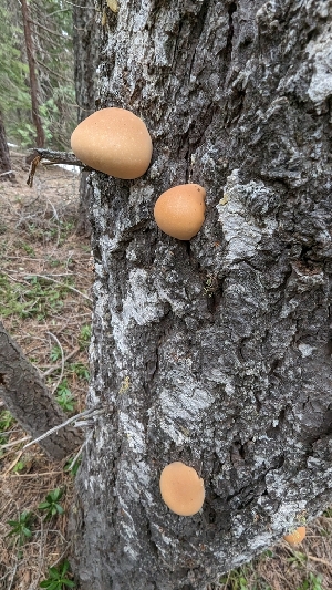  ( - HAY-F-001452)  @11 [ ] c (2023) Michelle C. Torres-Grant Fungal Diversity Survey