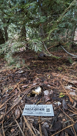  ( - HAY-F-001439)  @11 [ ] c (2023) Michelle C. Torres-Grant Fungal Diversity Survey