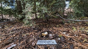  ( - HAY-F-001439)  @11 [ ] c (2023) Michelle C. Torres-Grant Fungal Diversity Survey